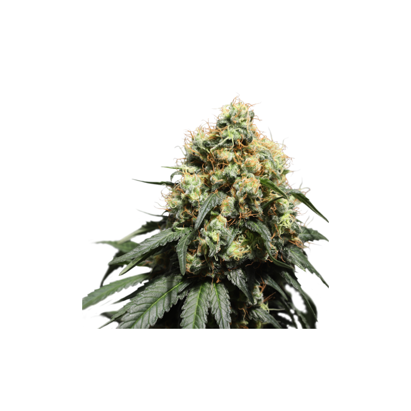 Bruce Lemon Diesel - Super Sativa Seeds